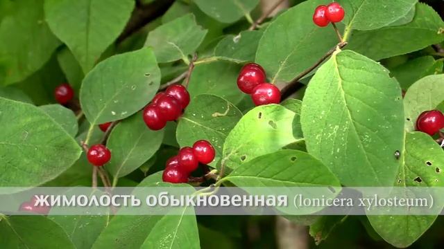 жимолость обыкновенная