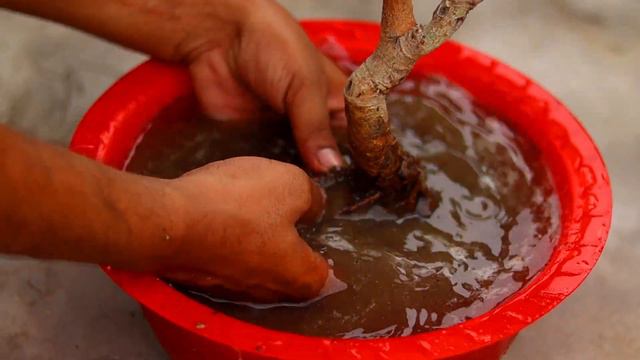 Ficus Religiousa Bonsai Transfer Work смотреть онлайн