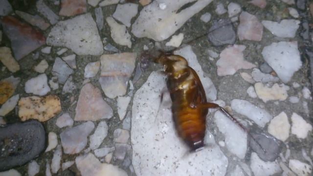 Нижний брейк данс ?