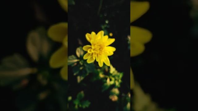 Yellow chrysanthemum bloom