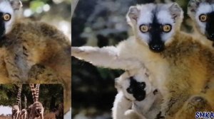 Lemur Amazing Facts | Top Cool Facts about Lemurs |Wisdom SMKA