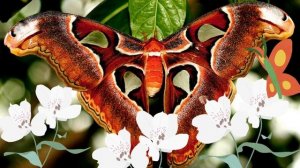 Самые красивые бабочки в мире