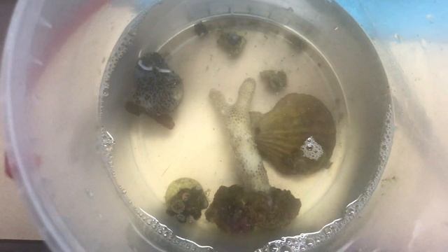 Пришла мёртвая посылка с кораллами.. смотреть онлайн