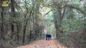 Это осень виновата. Слова-Нина.Ипатова.Муз. и вокал-Раиль.Ахмадулин. Video-UHD.4K-W.Zaft.