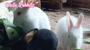 White Rabbit Bunny rabbit with cute cute baby bunny rabbit