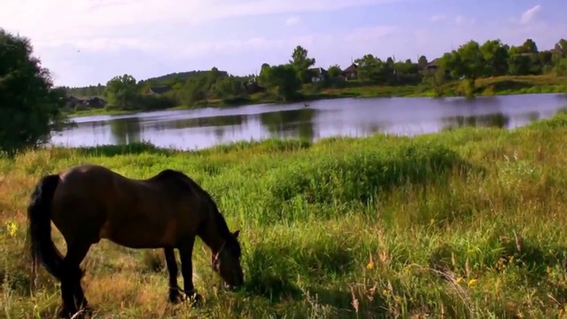 ПОЛЕ ВАСИЛЬКОВОЕ смотреть онлайн