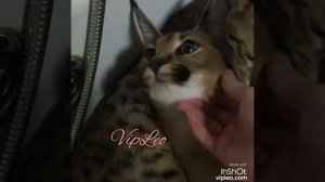 ♔VipLeo. Каракал и саванна нашего питомника. Caracal. Savannah