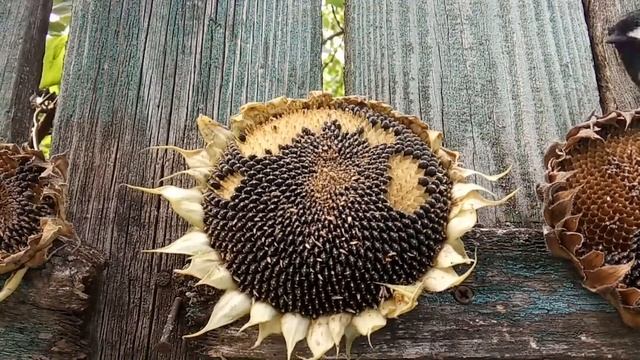 Синички (12.09.22) смотреть онлайн