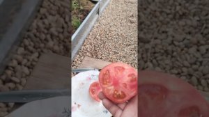 Обзор сорта Легионер.Детерминантный томат..