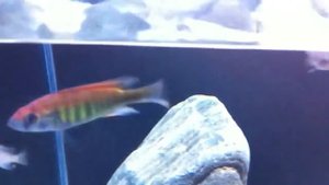 young haplochromis nyererei makobe island