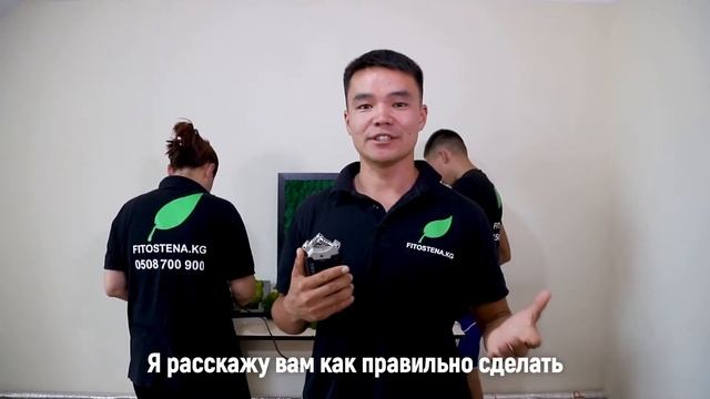 мох Бишкек Стабилизированный мох на стене