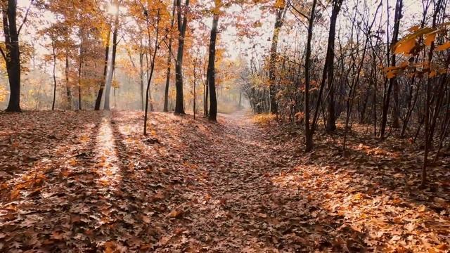 Фоновая музыка для учебы, работы и релаксации #3 смотреть онлайн