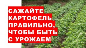 Не сажайте такой картофель! Иначе останетесь без урожая.