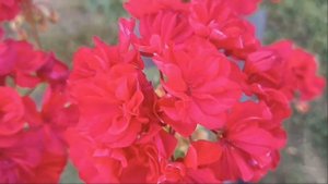 Пеларгония Ю-Аллегриас.