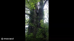 Как ловить рои. Первый рой 08.05.2024