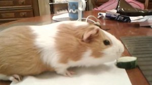 Морская свинка мурлычет