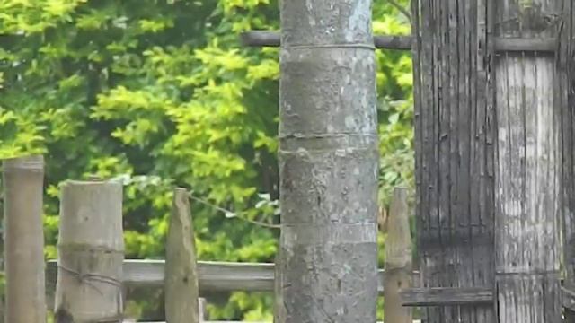 NIKON coolpix L120 short video zoom test смотреть онлайн