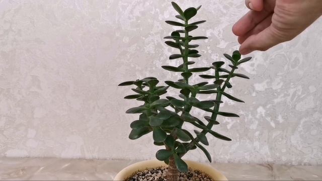 Крассула овата минор обрезка денежное дерево толстянка