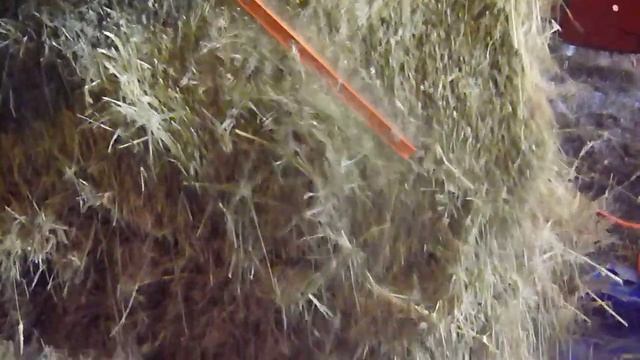 cutting hay with hedge trimmer смотреть онлайн