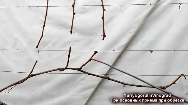? Даже не думай начинать ОБРЕЗКУ ВИНОГРАДА, если не знаешь ЭТИ ТРИ ПРИЕМА. Вертикальная полярность! смотреть онлайн