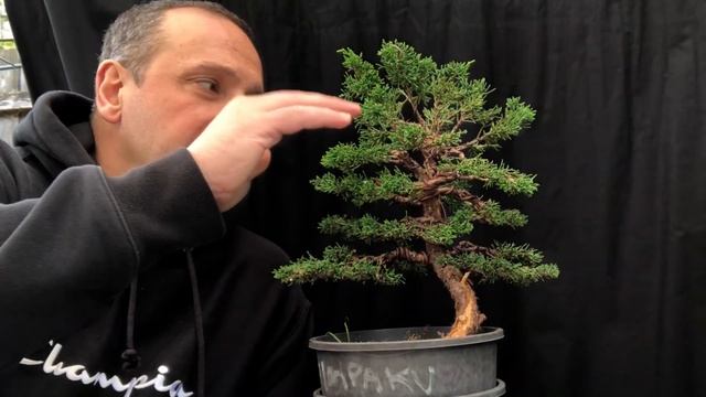 How to create a bonsai - Chinese juniper Shimpaku juniper bonsai stock to bonsai tree смотреть онлайн