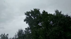 Свердловские Высоколётные Чернозобые голуби