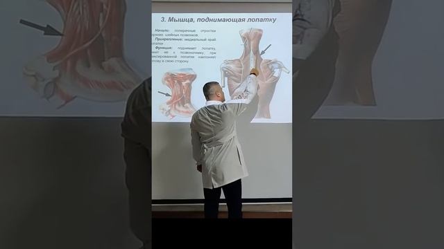 Мышца, поднимающая лопатку (m. levator scapulae) #анатомиячеловека #эдгаркафаров #анатомия