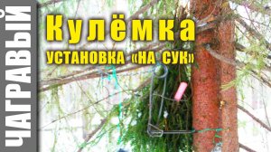 Установка капкана на сук | на куницу с капканами. Installing a trap on a bough | on the marten.