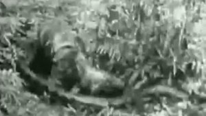 Питон убивает тигра 1908гЭксклюзвидео