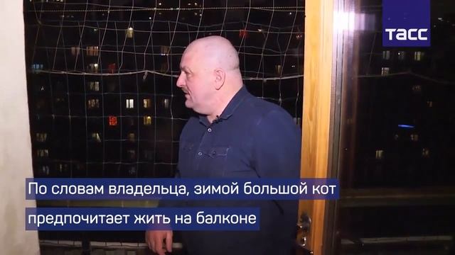 Дикая рысь живёт в московской семье в их доме. Играет с детьми .ШОК!!!!! смотреть онлайн