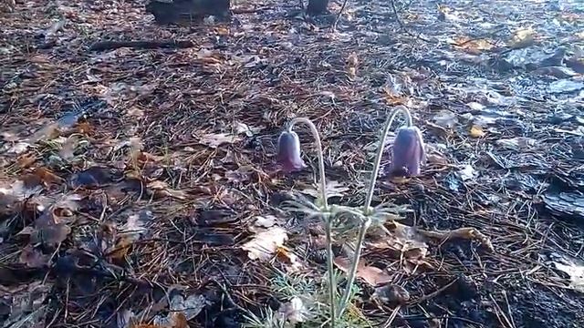 10 САМЫХ ПОРАЗИТЕЛЬНЫХ РАСТЕНИЙ В МИРЕ смотреть онлайн