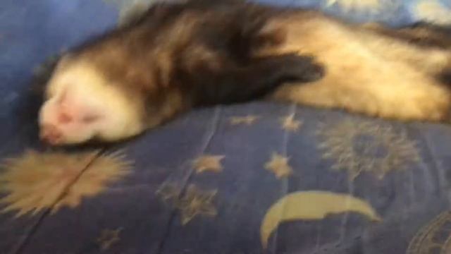 Как спят хорьки !! смотреть онлайн