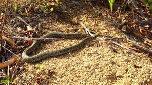 Тигр О вый УЖ - Давыдов В.С.  Мыс Лисученко 7 Мая 2023 г. Приморский край Д.В.  Прогулка ...