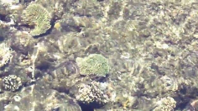Красное море. Причудливые рыбы и кораллы. Фауна Красного моря. смотреть онлайн