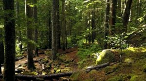 футаж ЛЕС #1 | futage FOREST #1