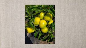 Лучшие сорта сладкого перца из моей коллекции.Самые урожайные, вкусные, сладкие и неприхотливые!!!
