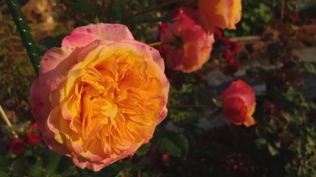 Розы. Цветение в начале октября... #розы смотреть онлайн