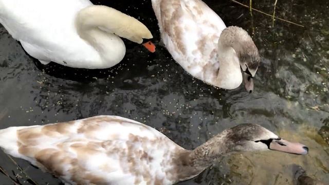 Советский человек. Особенности менталитета. История Nr. 1. смотреть онлайн