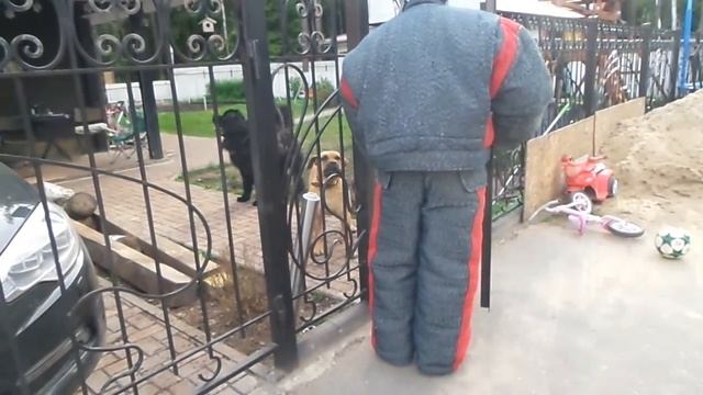 Тест №34. Две собаки на охране территории.