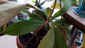 Укоренение непентеса (обрезка кровавой мэри)