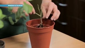 Как вырастить лимон на подоконнике | Ранок з Україною