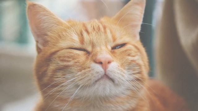 Рыжий кот. смотреть онлайн