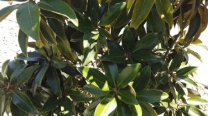 Магнолия Альта вся в Бутонах!