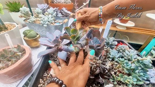 Trasplante esquejes traídos de España🌵 🇪🇸 смотреть онлайн