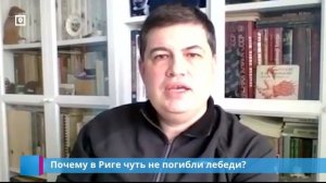 Почему в Риге чуть не погибли лебеди?