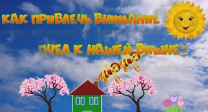 16.05.2021 Как привлечь пчёл ? к цветущей вишне, если рядом нет подходящих деревьев- опылителей.