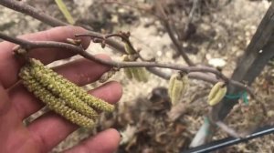 Фундук Трапезунд и его опылитель сорт Озенбаш ч.1