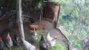 ПЕТЯ ВЗБЕСИЛСЯ, ИЛИ ВЕСЕННЯЯ АГОНИЯ ПЕТУХА ДОМИНАНТА.