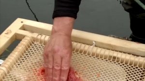 икра лосося/чавычи/заготовка/пятиминутка