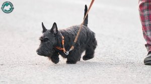 Шотландский (скотч) терьер - малыш Анри на прогулке